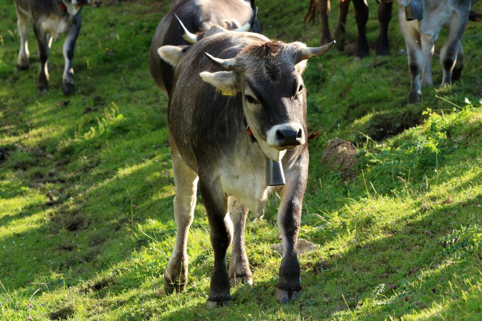 Pasture livestock rural