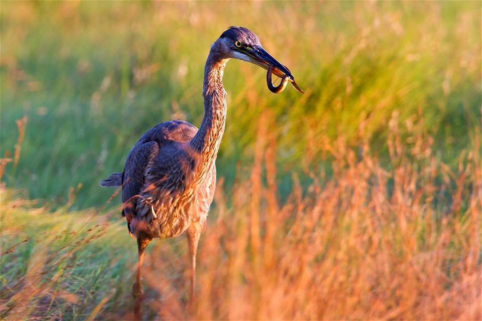 Photographed at Rachel Carson National Wildlife Refuge.

Credit: Steve Norris/USFWS Volunteer

http://www.fws.gov/refuge/rachel_carson/

http://www.fws.gov/northeast/