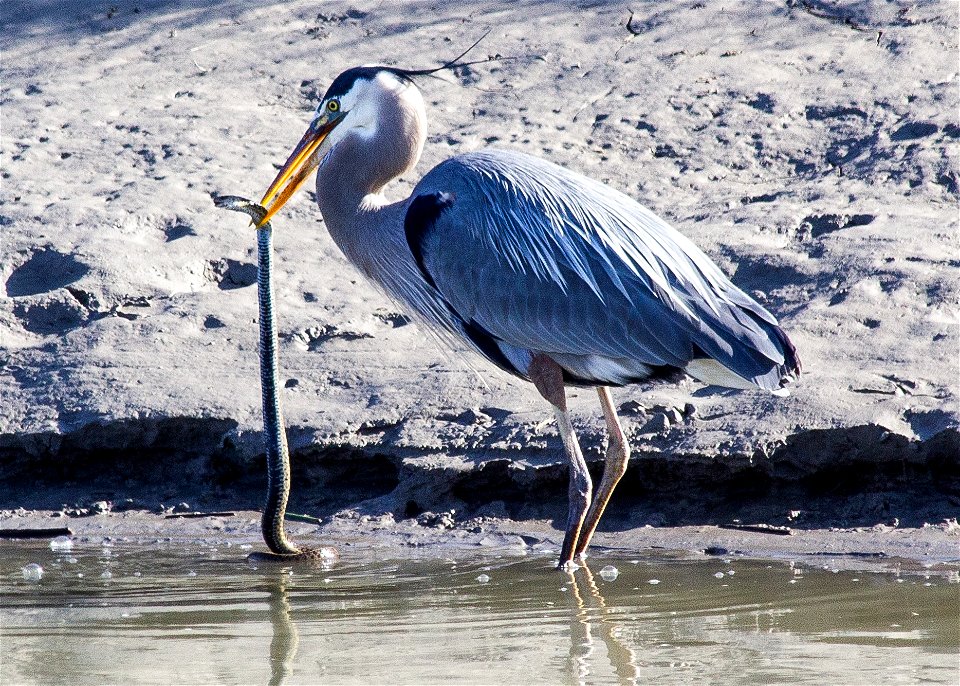 A Great Blue Heron carrying a garter snake in its mouth getting ready to eat it on the shore of the marsh at Bear River Refuge. Third place winner in Animal Behavior Bear River Refuge Photo Contest 20