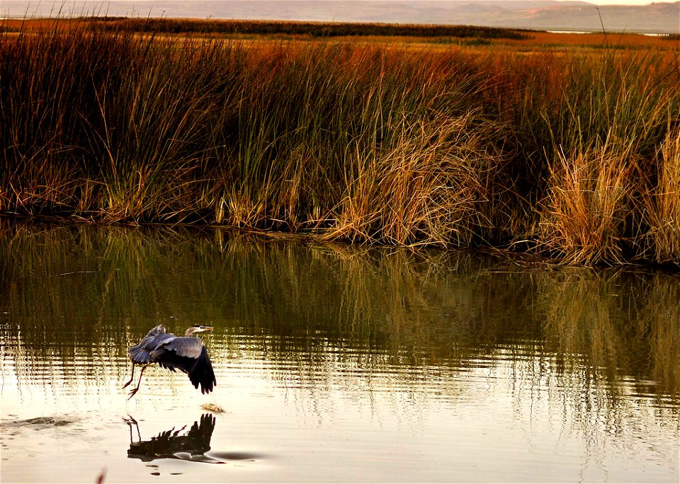 Bear River Migratory Bird Refuge, UT

Photo: Cancocom, Creative Commons