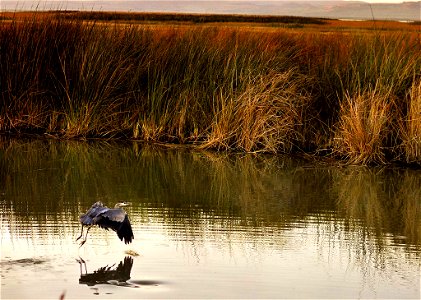 Bear River Migratory Bird Refuge, UT Photo: Cancocom, Creative Commons photo