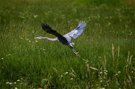 Great blue heron taking off. K. Theule/ USFWS photo