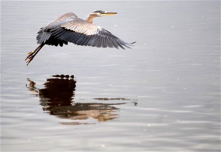 Wildlife like this majestic Great Blue Heron make their home in and along the lower Duwamish River. You might also catch glimpses of eagles, ospreys, seals, and otters when traveling along the river. 