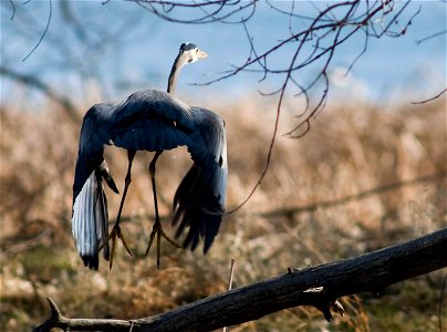 Great blue herons are frequently seen wading along the shores of the lakes at Rocky Mountain Arsenal National Wildlife Refuge, searching for a meal. Photo Credit: Rich Keen / DPRA photo
