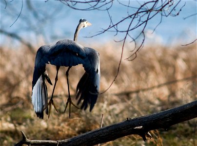 Great blue herons are frequently seen wading along the shores of the lakes at Rocky Mountain Arsenal National Wildlife Refuge, searching for a meal.

Photo Credit: Rich Keen / DPRA