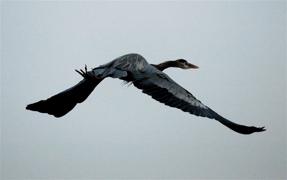 Sacramento National Wildlife Refuge, CA 

Photo: Eric Mendrum, Creative Commons
