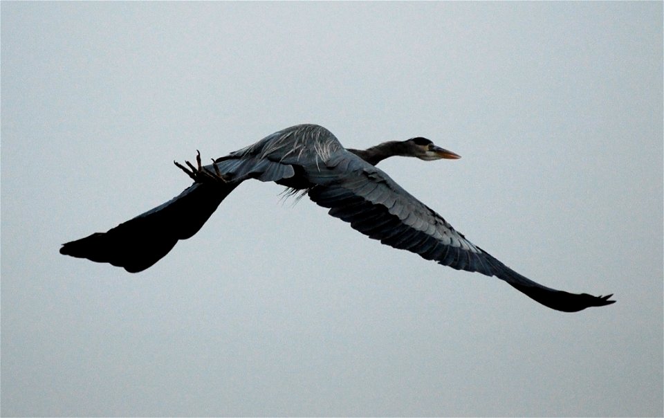 Sacramento National Wildlife Refuge, CA Photo: Eric Mendrum, Creative Commons photo