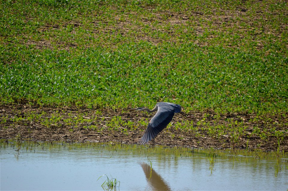 A great blue heron flies over a flooded soybean field, having just taken off after fishing.  Sustained heavy rain had caused widespread flooding in northwestern Ohio, and here the Auglaize River had f
