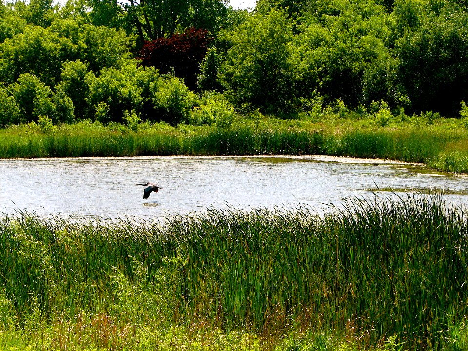 A photograph of the begining of a bike-path creek with a distant Great Blue Heron (Ardea herodias) swooping by.