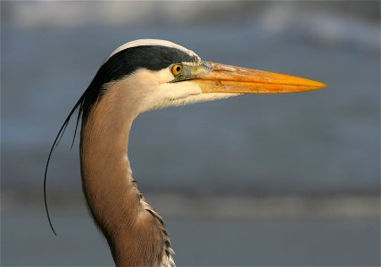 Great blue heron (Ardea herodias) on the beach of Hilton Head Island, South Carolina.
