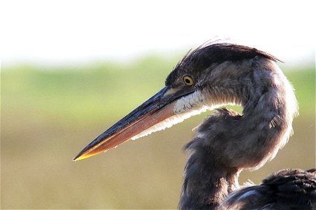 Great Blue Heron and gator, NPSPhoto, D.Harris (1)