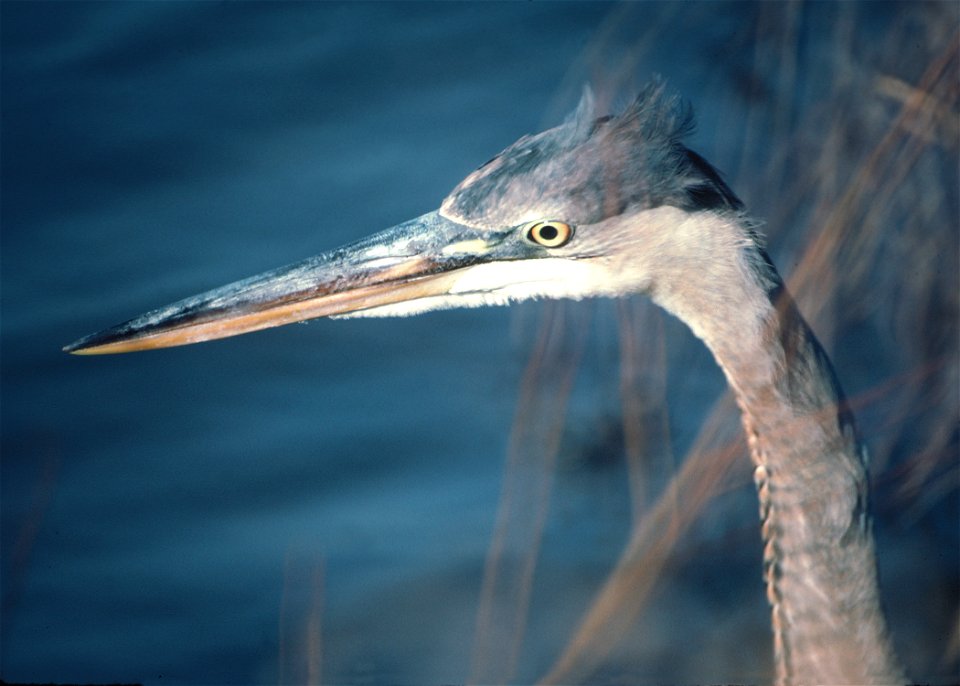 A great blue heron waits for his dinner on Maryland's Eastern Shore.