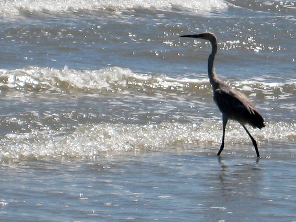 Blue heron in the surf, Texas. Gulf Coast Ecosystem Restoration images.