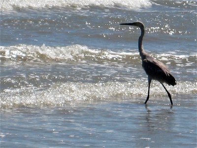 Blue heron in the surf, Texas. Gulf Coast Ecosystem Restoration images.