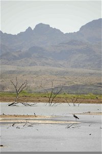 A scenic view of the Cibola National Wildlife Refuge, with a juvenile Great Blue Heron Ardea herodias in the foreground. photo