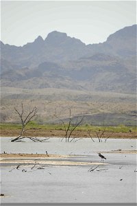 A scenic view of the Cibola National Wildlife Refuge, with a juvenile Great Blue Heron Ardea herodias in the foreground.