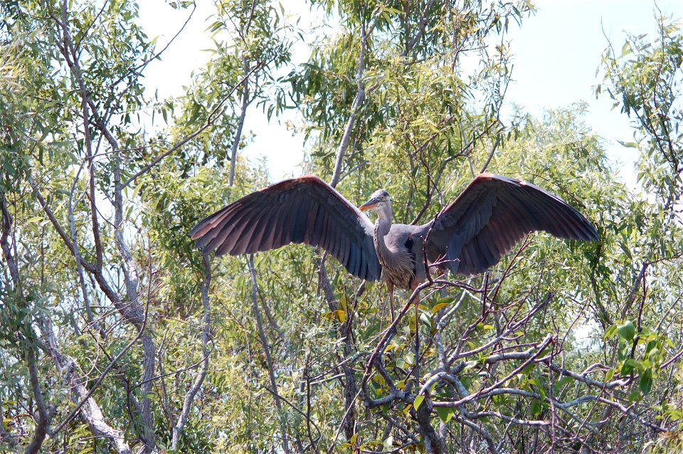 Great Blue Heron learning how to fly, NPSphotos.jpg