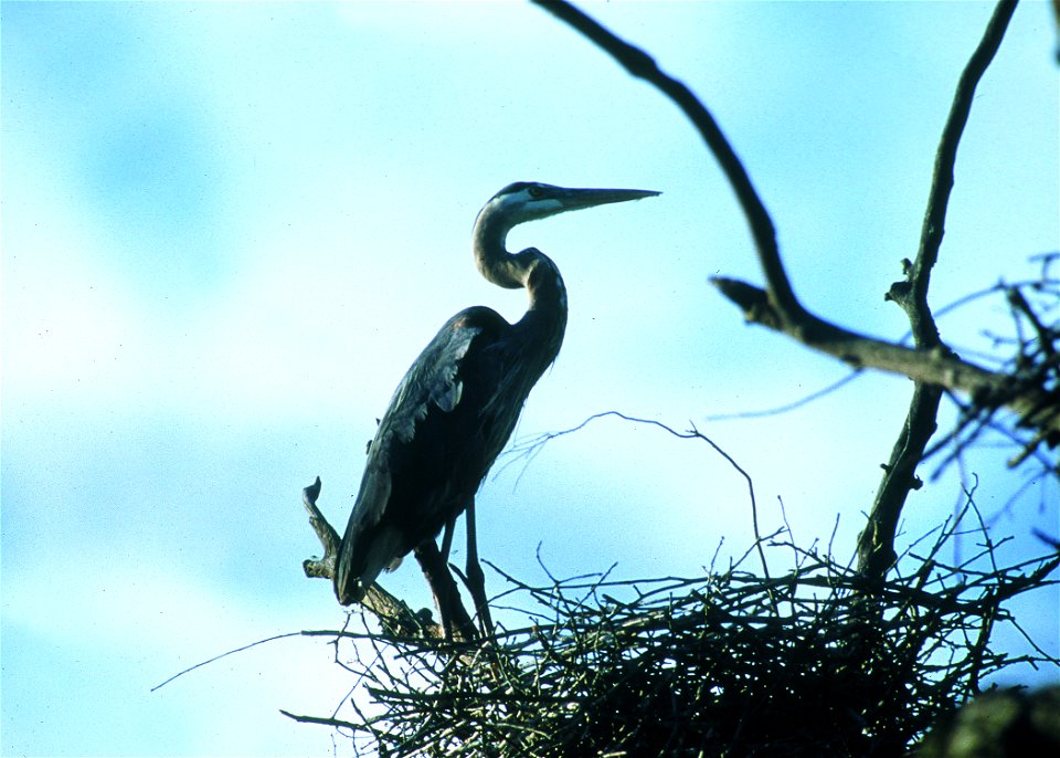 Great Blue Heron on nest in a rookery in the prairie pothole region of eastern South Dakota.