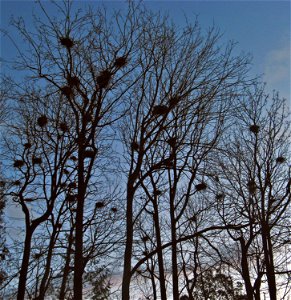 Heronry in Stanley Park, British Columbia photo