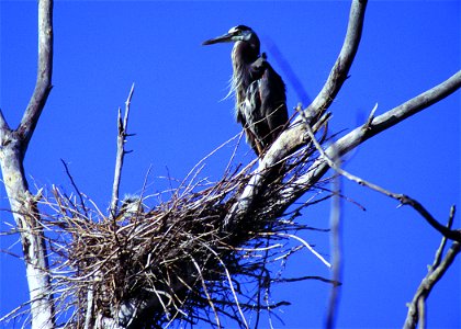 Blue heron with young one in a nest.