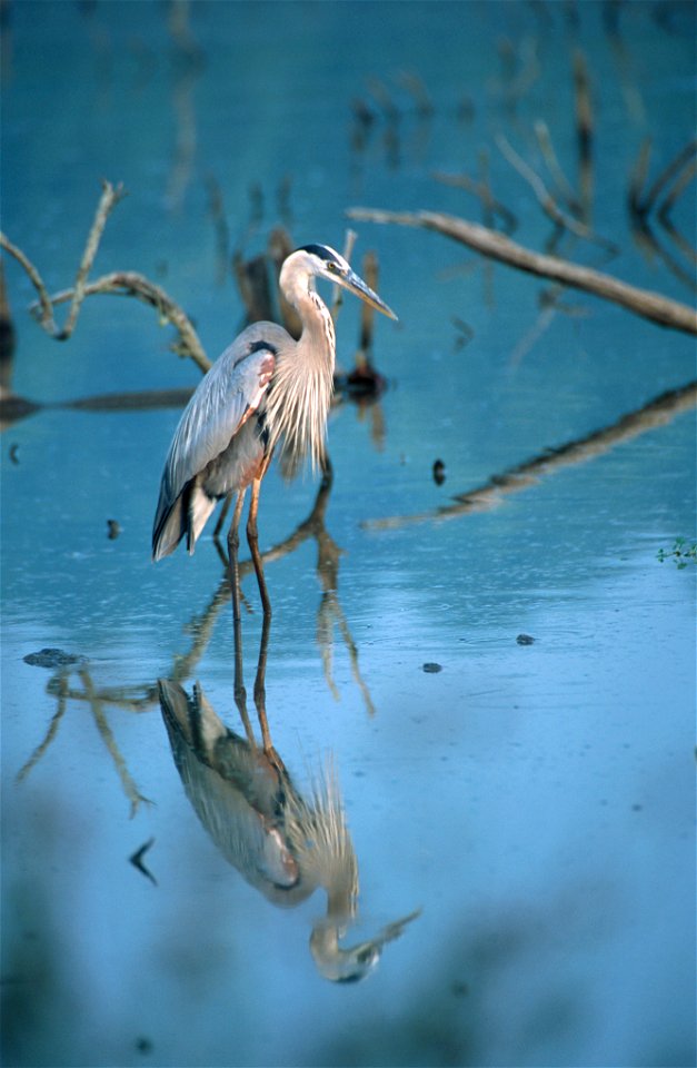 Ardea herodias NBII