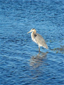 A great blue heron off the Wildlife Loop at Chincoteague National Wildlife Refuge. Credit: Emma Kerr/USFWS photo