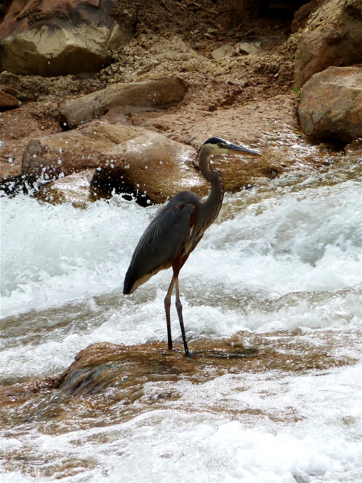 Although the great blue heron (Ardea Herodias) is a commonly seen bird in Zion, it is an unexpected resident of the desert. NPS Photo/Marc Neidig