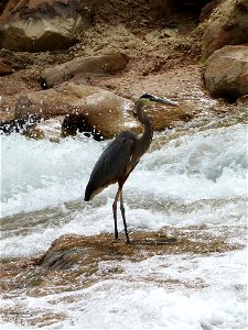 Although the great blue heron (Ardea Herodias) is a commonly seen bird in Zion, it is an unexpected resident of the desert. NPS Photo/Marc Neidig photo