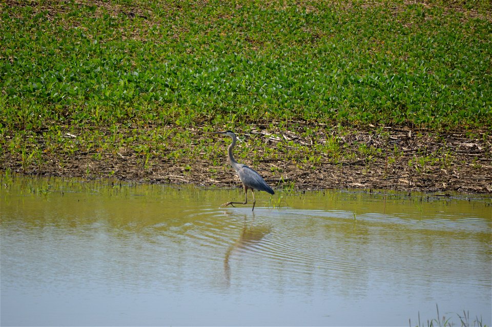 A great blue heron fishes in a soybean field.  Sustained heavy rain had caused widespread flooding in northwestern Ohio, and here the Auglaize River had far exceeded its banks and was flowing through 