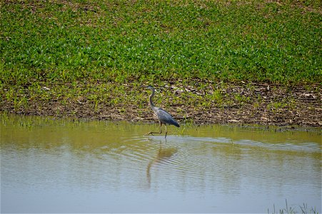 A great blue heron fishes in a soybean field. Sustained heavy rain had caused widespread flooding in northwestern Ohio, and here the Auglaize River had far exceeded its banks and was flowing through photo
