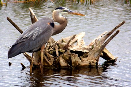 Great Blue Heron (Ardea herodias) at Pelican Island National Wildlife Refuge

Credit: Keenan Adams (USFWS)
