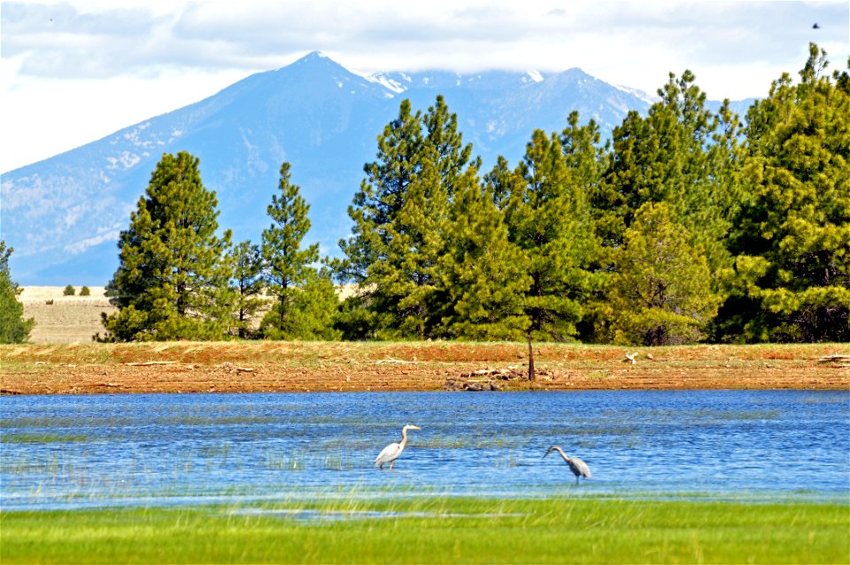 Great blue heron (Ardea herodias) gather at Tonys Tanks, off of Forest Road 125. Photo taken on 5-17-11 by Brady Smith. Credit: U.S. Forest Service, Coconino National Forest.