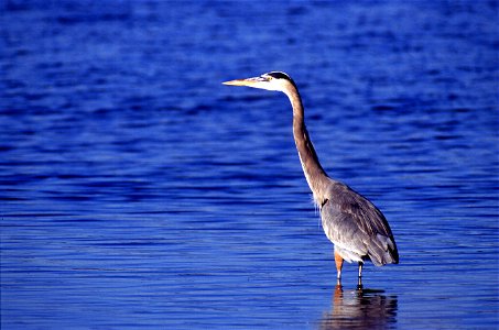 Great Blue Heron (Ardea herodias) Photo by Scott Bauer. From [1] Image Number K8305-8 The site wrongly states that the bird is Great Grey Heron. photo