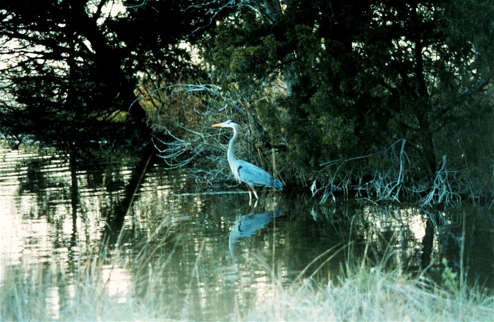 A great blue heron in a tidal pond.  Maryland, Near mouth of Patuxent River. 1993 May 9