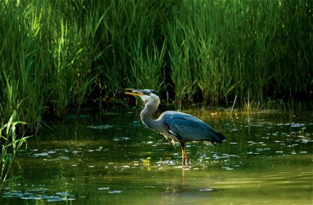 A blue heron eats a small fish in a wetland. In 1985, the Highly Erodible Land Conservation and Wetland Conservation Compliance provisions (Swampbuster) were introduced in the 1985 Farm Bill. These pr photo