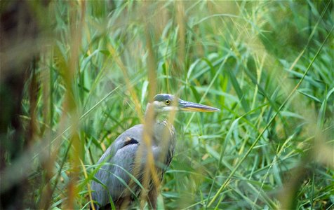 Great Blue Heron. photo