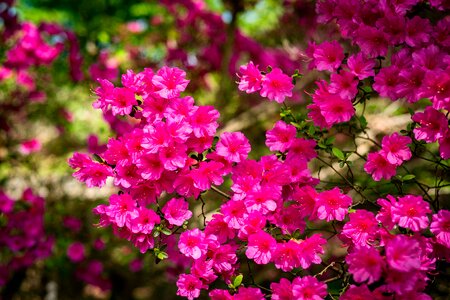 Flower garden spring photo