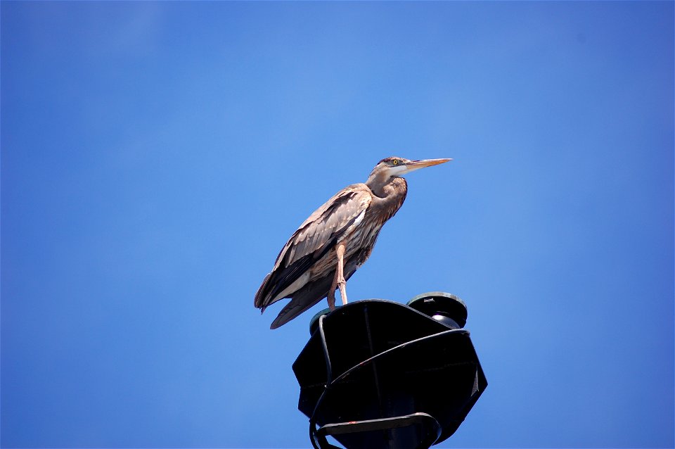 Great Blue Heron. 2008 Austral summer.