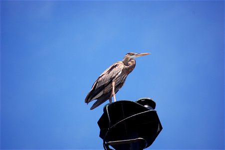 Great Blue Heron. 2008 Austral summer.