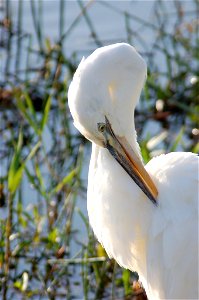 Great White Heron picking, NPSphotos.jpg photo