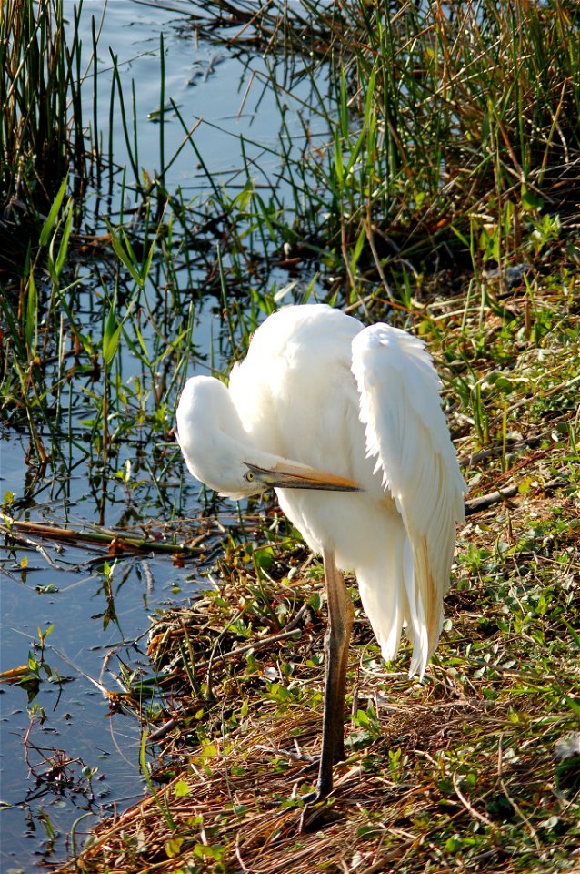 Great White Heron cleaning, NPSphotos.jpg
