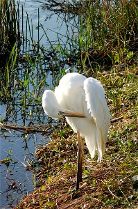 Great White Heron cleaning, NPSphotos.jpg photo