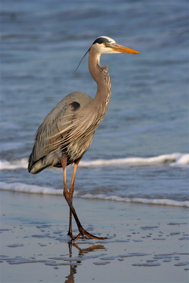 Great blue heron (Ardea herodias) on the beach of Hilton Head Island, South Carolina.
