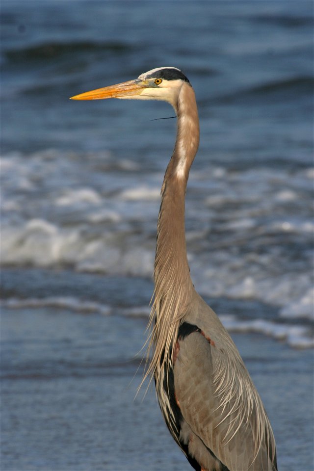 Great blue heron (Ardea herodias) on the beach of Hilton Head Island, South Carolina.