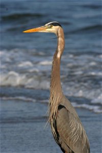 Great blue heron (Ardea herodias) on the beach of Hilton Head Island, South Carolina.