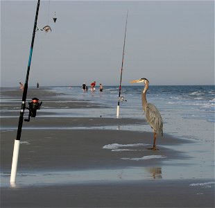 Great blue heron (Ardea herodias) on the beach of Hilton Head Island, South Carolina.