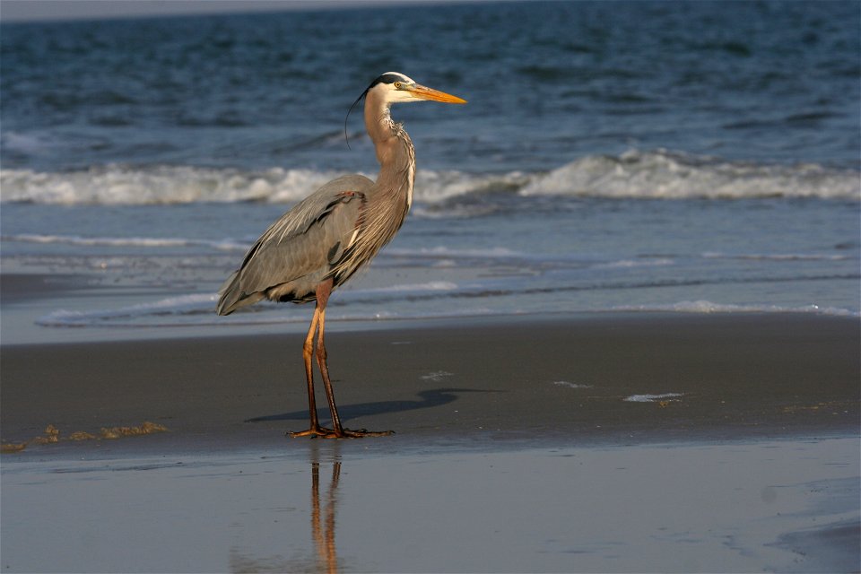 Great blue heron (Ardea herodias) on the beach of Hilton Head Island, South Carolina.