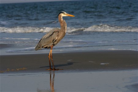 Great blue heron (Ardea herodias) on the beach of Hilton Head Island, South Carolina. photo