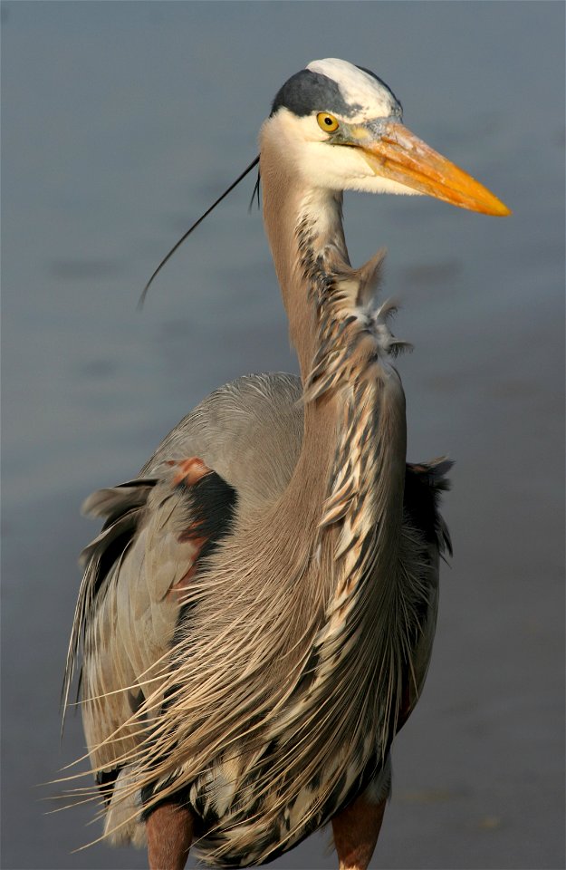 Great blue heron (Ardea herodias) on the beach of Hilton Head Island, South Carolina.