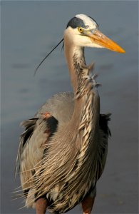 Great blue heron (Ardea herodias) on the beach of Hilton Head Island, South Carolina.